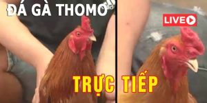 Đá gà Thomo