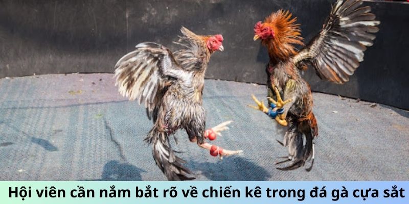 Hội viên cần nắm bắt rõ về chiến kê trong đá gà cựa sắt