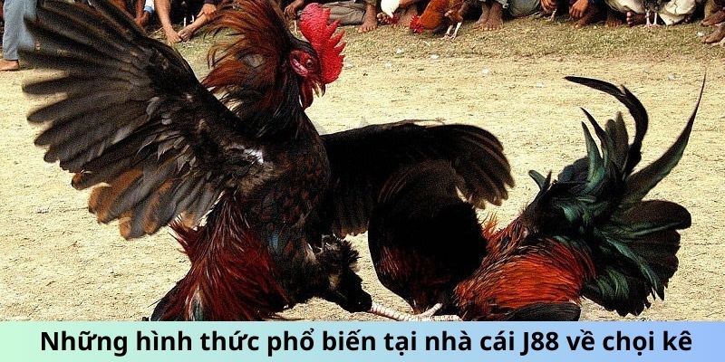 Những hình thức phổ biến tại nhà cái J88 về chọi kê