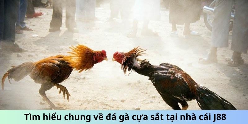 Tìm hiểu chung về đá gà cựa sắt tại nhà cái J88